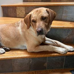 Polly - Labrador Retriever