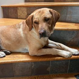 Polly - Labrador Retriever