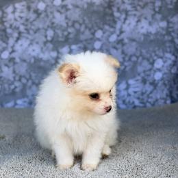 Chihuahua and Pomeranian Puppies from Luxe Paradise House of Chi