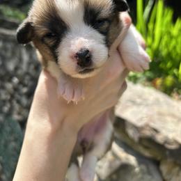 Pembroke Welsh Corgi Puppies from Dalton Family Corgis