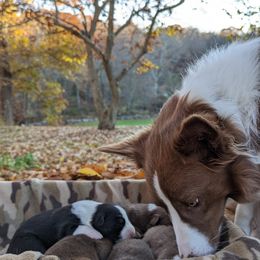 Border Collie Puppies from Platts Hill Border Collies