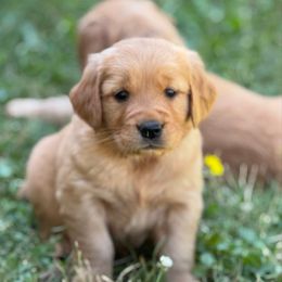 Dark pink girl - Dark golden female Golden Retriever puppy in Scio, Oregon from Stackhouse Family Farm