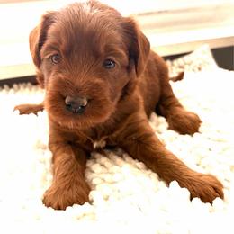 Peter - Red  male Goldendoodle puppy in Point, Texas from Tiny Paws Goldendoodles