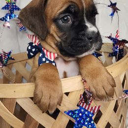 Girl 7 - Fawn female Boxer puppy in Aurora, Missouri from Pick A Pup