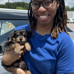 Yorkipoo and Yorkshire Terrier Puppies from Yorkie Oodle Doodle
