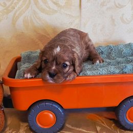 Tank - Ruby male Cavalier King Charles Spaniel puppy in Pennsylvania from Julie's Cavalier King Charles Spaniels