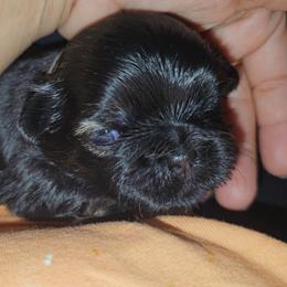 Gage - Black and tan male Shih Tzu puppy in Los Banos And Bay Area, California from Shantii's Shih Tzu's