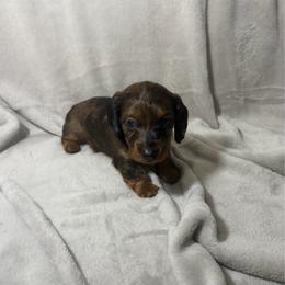 Rome - Dapple male Dachshund puppy in El Mirage, Arizona from Topstar Doxies