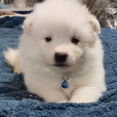 Cinderella - White female American Eskimo Dog puppy in Grants Pass, Oregon from SnH Eskies