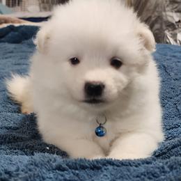 Cinderella - White female American Eskimo Dog puppy in Grants Pass, Oregon from SnH Eskies
