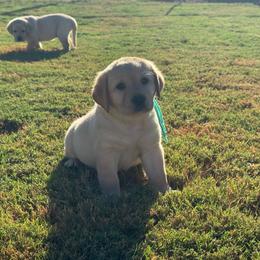 Aqua collar - Yellow female Labrador Retriever puppy in Big River, California from Cozy Acres Farm Labradors