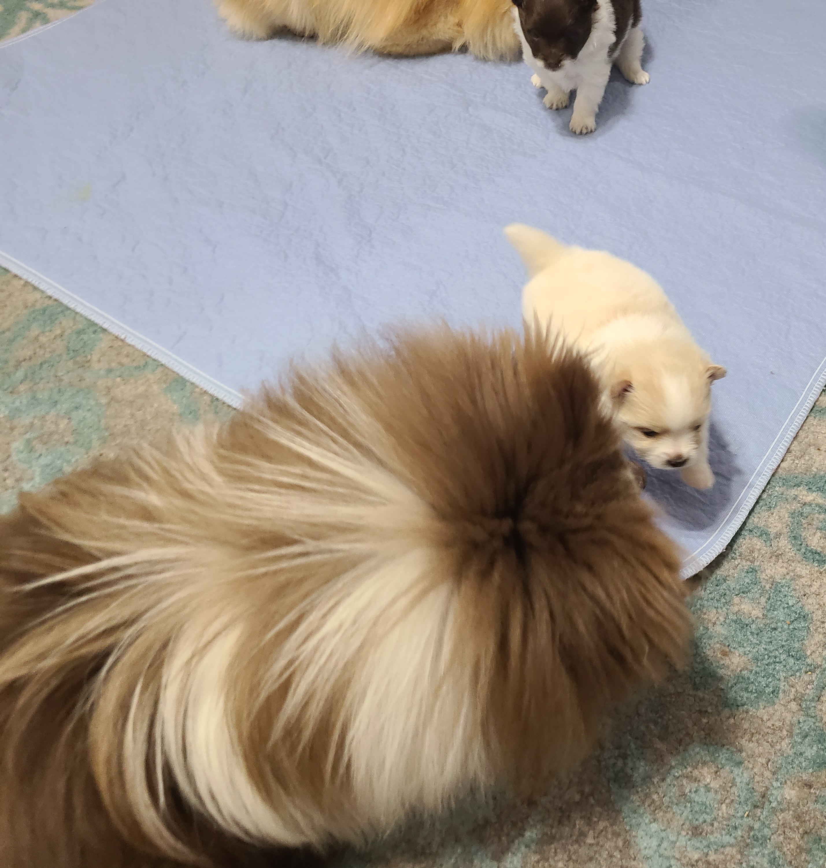 Pomeranian Puppies from Merri's Pom's