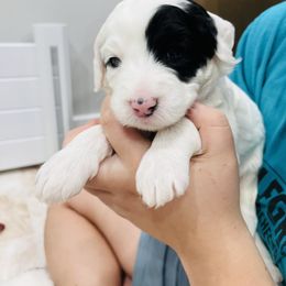 Sheepadoodle Puppies from Maplesierradoodles
