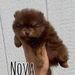 Nova - Chocolate and tan male Pomeranian puppy in Willow Spring, North Carolina from GTBBF Pomeranians
