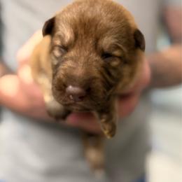 Orange boy - Liver male German Shepherd puppy in Tipp City, Ohio from Urekar Haus