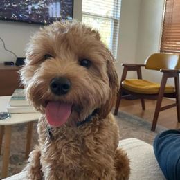 Cavalier King Charles Spaniel, Cavapoo, and Poodle All Grown Up from Golden Hour Cavapoos