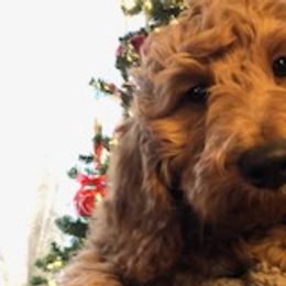 Jazz - Goldendoodle puppy from Coppers Mountain Goldendoodles