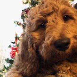 Jazz - Goldendoodle puppy from Coppers Mountain Goldendoodles