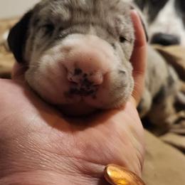 Merle mantle male - Merle male Great Dane puppy in Gig Harbor, Washington from Lakaya Danes
