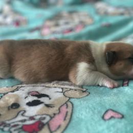 Sunkist - Red female Pembroke Welsh Corgi puppy in Saint George, South Carolina from Carolina cotton candy corgis