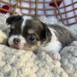 Ansley - Blue and tan female Chihuahua puppy in Newport Beach, California from Exotic City Pomeranians and chihuahuas