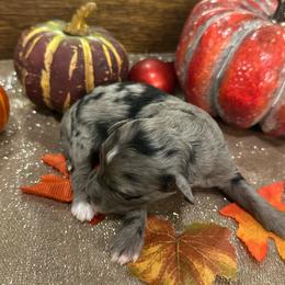 Female 1 - Blue merle female Aussiedoodle puppy in Lexington, Alabama from Johnson’s Highland Pride Aussiedoodles
