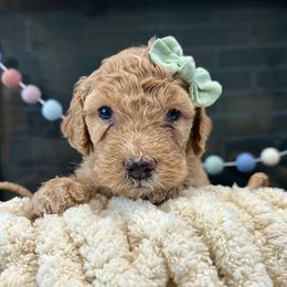 Misty - Red  female Goldendoodle puppy in Wyandotte, Oklahoma from Goldendoodles of NE OK