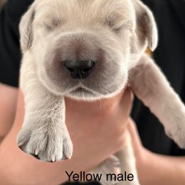Boy 3 - male Golden Retriever puppy in Morris, Connecticut from Sterling Goldens