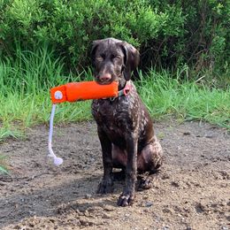 German Shorthaired Pointer Puppies from Dem Feuerhaus Gun Dogs