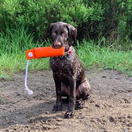 German Shorthaired Pointer Puppies from Dem Feuerhaus Gun Dogs