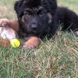 German Shepherd Puppies from Lisa Duchesneau