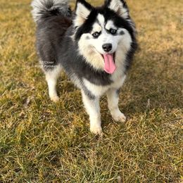 Delta - Pomsky