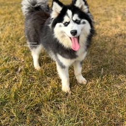 Delta - Pomsky