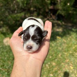 Janet - Parti female Miniature Schnauzer puppy in Clover, South Carolina from Bobo’s Babies Kennels