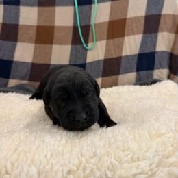 Turquoise - Black female Labrador Retriever puppy in Middleton, New Hampshire from Tag Hollow