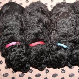 Poodle Puppies from Laminin Poodles