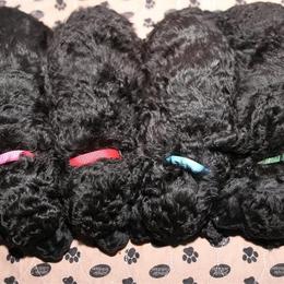 Poodle Puppies from Laminin Poodles