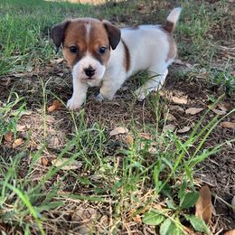 Russell Terrier Puppies from Bar Rafter C Shorty Jacks
