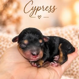 Cypress - Phantom male Bernedoodle puppy in Erda, Utah from Country Lane Doodles