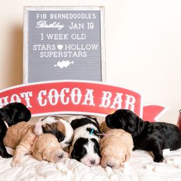 Bernedoodle Puppies from Sugarcreek Haven Bernedoodles