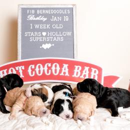 Bernedoodle Puppies from Sugarcreek Haven Bernedoodles