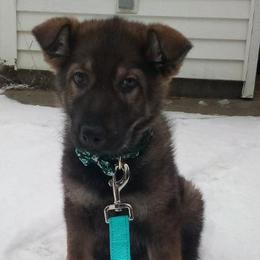 German Shepherd Puppies from Angelina Johnson