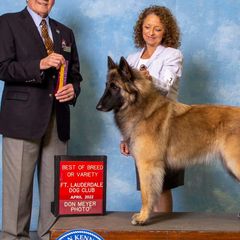 Belgian Tervuren from Briarcliff Belgian Tervuren