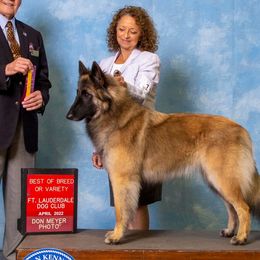 Belgian Tervuren from Briarcliff Belgian Tervuren