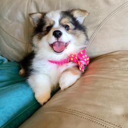 Pembroke Welsh Corgi Puppies from Spur 4 M Corgis