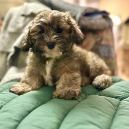 Havanese and Havapoo Puppies from Ladypawspuppies