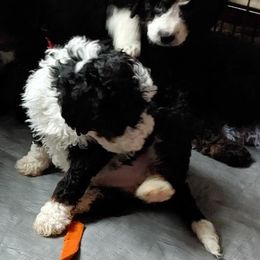 Bernedoodle Puppies from Kiya's Bernedoodles