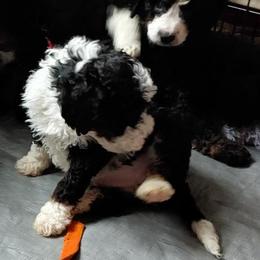 Bernedoodle Puppies from Kiya's Bernedoodles
