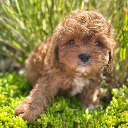Mario - Red male Cavapoo puppy in Herriman, Utah from Shaggy Mountain Pups LLC