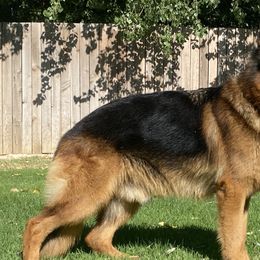 PAIK - German Shepherd
